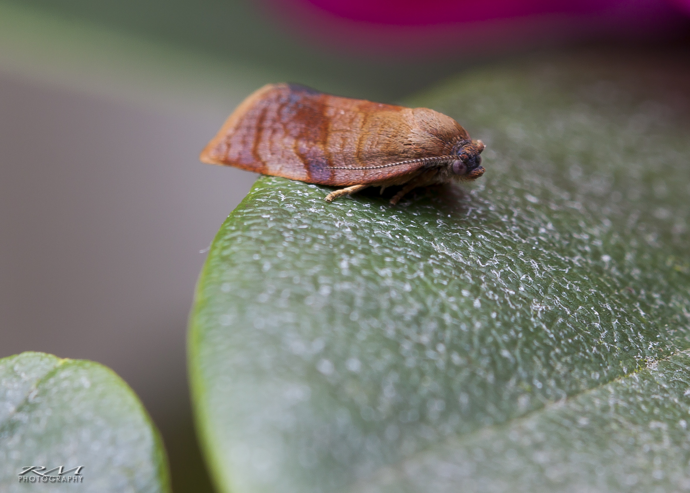 Microvlinder van de bladrollerfamilie?